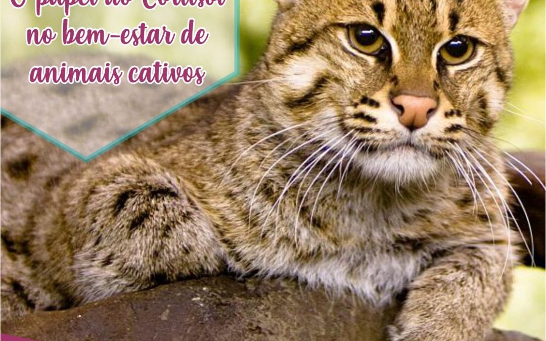 Visão além do alcance: o papel do cortisol no bem estar de animais cativos